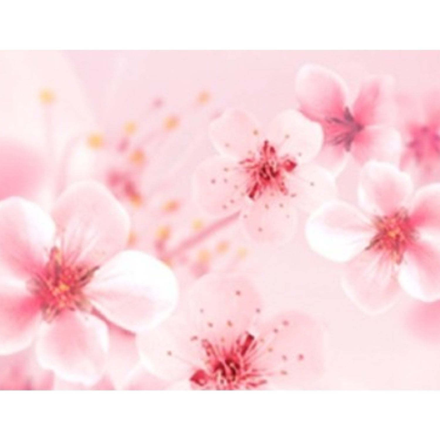 KUNDAL Honey & Macadamia Hair Shampoo 1058ml - cherry Blossom